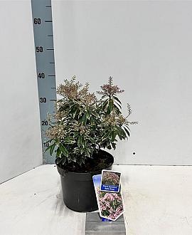 Pieris jap. Ralto Rose Pot 3 Liter 30 - 40 cm