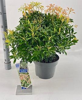 Pieris jap. 'Rosalinda' Pot 5 Liter 30 - 40 cm