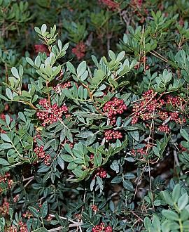 Pistacia lentiscus Pot 20 Liter 100 - 125 cm