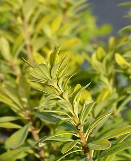 Pittosporum tob. 'Nanum' Pot 7,5 Liter 50 - 60 cm