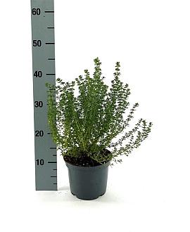 Prostanthera cuneata Pot 2 Liter 20 - 30 cm