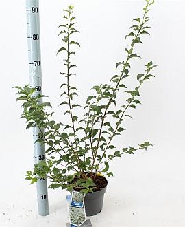 Prunus incisa Pot 3 Liter 30 - 40 cm
