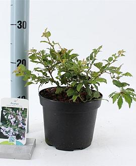 Prunus incisa 'Kojou-no-mai' Pot 2 liter 25-30cm
