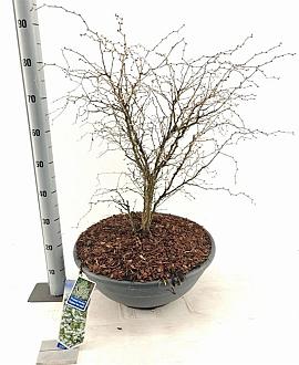 Prunus incisa 'Kojou-no-mai' C35 50 - 60 cm Bolvorm