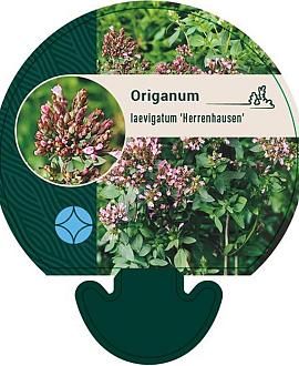 Origanum laevigatum 'Herrenhausen' Pot 9 cm