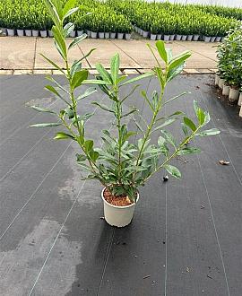 Prunus l. 'Caucasica' Pot 3 Liter 60 - 80 cm