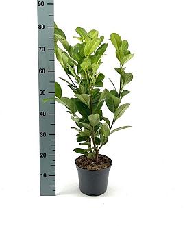 Prunus l. 'Rotundifolia' Pot 3 Liter 40 - 50 cm