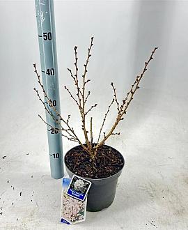 Prunus nipponica 'Brillant' Pot 3 Liter 30 - 40 cm