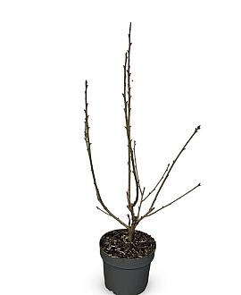 Prunus ser. 'Kanzan' Pot 4 Liter 60 - 80 cm