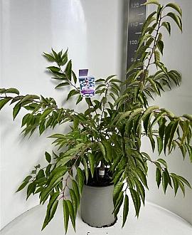 Prunus subh. 'Autumnalis' Pot 10 liter 50 - 60 cm
