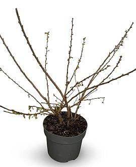 Prunus subh. 'Autumnalis Rosea' Pot 4 Liter 60 - 80 cm