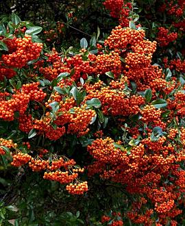 Pyracantha 'Teton' Pot 2 Liter30 - 40 cm