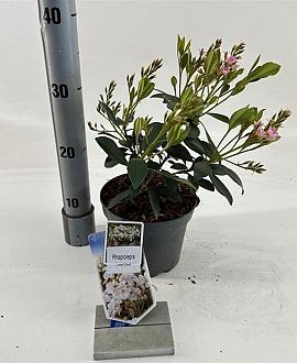 Rhaphiolepis indica 'White Cloud' Pot 2 Liter 20 - 30 cm
