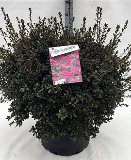 Rhododendron (AJ) 'Amoenum' Pot 40 Liter 60 - 80 cm