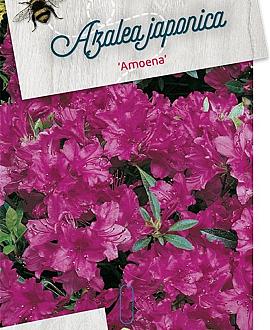 Rhododendron (AJ) 'Amoenum' Pot 20 liter 50 - 60 cm