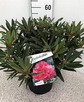Rhododendron 'Ana' Pot 10 liter