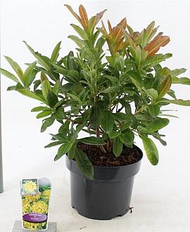 Rhododendron (AK) 'Anneke' Pot 5 Liter 30 - 40 cm