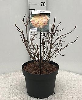 Rhododendron (AK) 'Anneke' Pot 10 liter