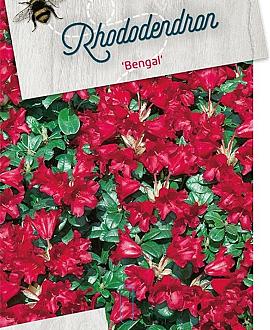 Rhododendron (F) 'Bengal' Pot 10 liter 30 - 40 cm