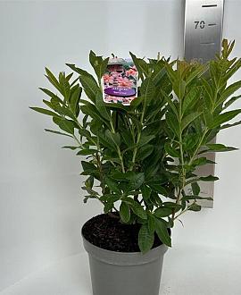 Rhododendron (AK) 'Berryrose' Pot 5 Liter 30 - 40 cm