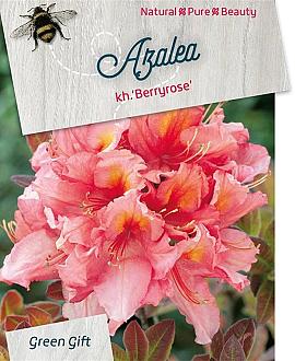 Rhododendron (AK) 'Berryrose' Pot 10 liter