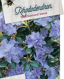Rhododendron 'Blue Diamond' Pot 10 liter