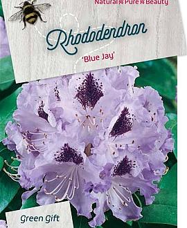Rhododendron 'Blue Jay' Pot 40 Liter 