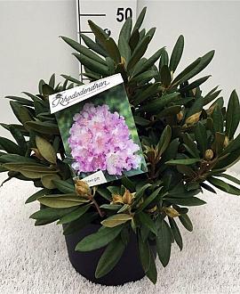 Rhododendron (Y) 'Carol. Allbrook' Pot 10 liter