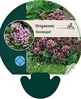 Origanum 'Rosenkuppel' Pot 9 cm