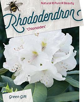Rhododendron 'Chionoides' Pot 20 liter 50 - 60 cm