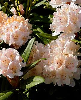 Rhododendron (C) 'Christmas Cheer' Pot 40 Liter 