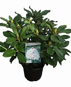 Rhododendron 'Cunningham's White' Pot 5 Liter 30 - 40 cm