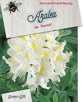 Rhododendron (gaz) 'Daviesii' Pot 20 liter 50 - 60 cm