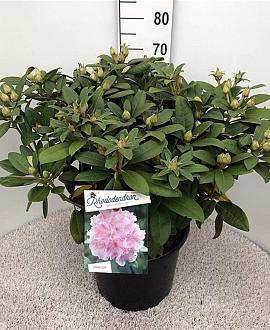 Rhododendron (Y) 'Doc' Pot 20 Liter