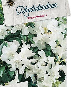 Rhododendron 'Dora Amateis' Pot 10 liter 30 - 40 cm