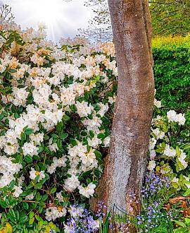 Rhododendron 'Dora Amateis' Pot 10 liter 30 - 40 cm