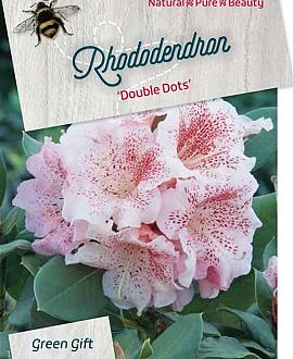 Rhododendron 'Double Dots' Pot 20 Liter