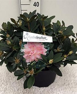 Rhododendron (Y) 'Dreamland' Pot 10 liter 30 - 40 cm
