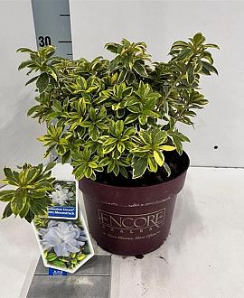 Rhododendron Enc.Autumn Moonstruck Pot 3 liter 25-30cm