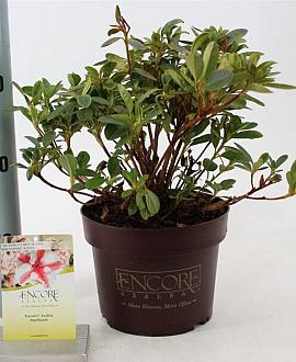 Rhododendron Enc. Autumn Starburst Pot 3 liter 25-30cm
