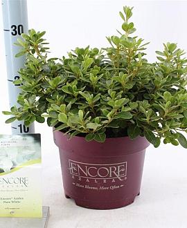 Rhododendron Encore Pure Wh. Julia Pot 3 liter 25-30cm