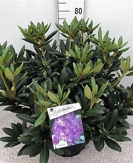 Rhododendron 'Everestianum' Pot 20 Liter