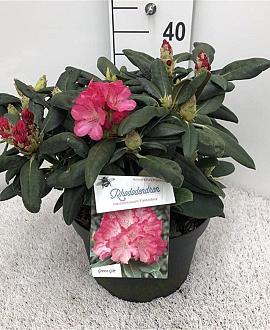 Rhododendron (Y) 'Fantastica' Pot 10 liter 30 - 40 cm