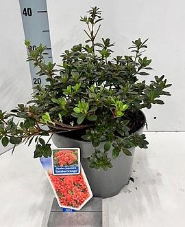 Rhododendron (AJ) Geisha Orange Pot 3 liter 20-25cm 