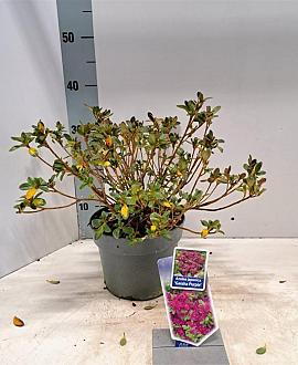 Rhododendron (AJ) Geisha Purple Pot 3 liter 20-25cm 