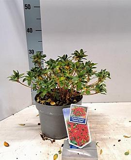 Rhododendron (AJ) Geisha Red Pot 3 liter 20-25cm 