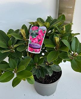 Rhododendron 'Germania' Pot 5 Liter 30 - 40 cm