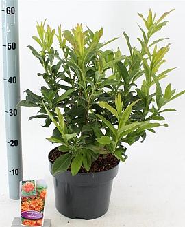 Rhododendron (AK) 'Gibraltar' Pot 5 Liter 30 - 40 cm