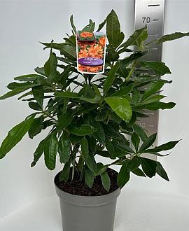 Rhododendron (AK) 'Golden Eagle' Pot 5 Liter 30 - 40 cm