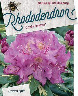 Rhododendron 'Goldflimmer' Pot 10 liter 30 - 40 cm